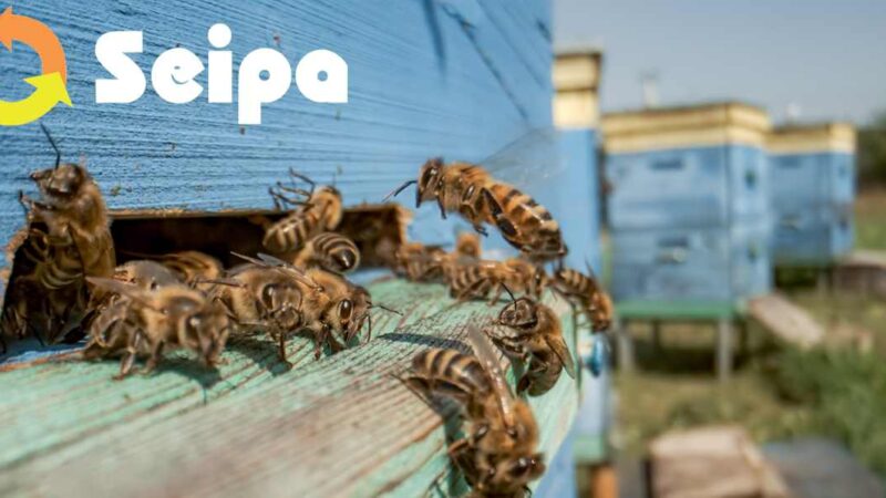 UN NUOVO RONZIO TRA GLI IMPIANTI SEIPA