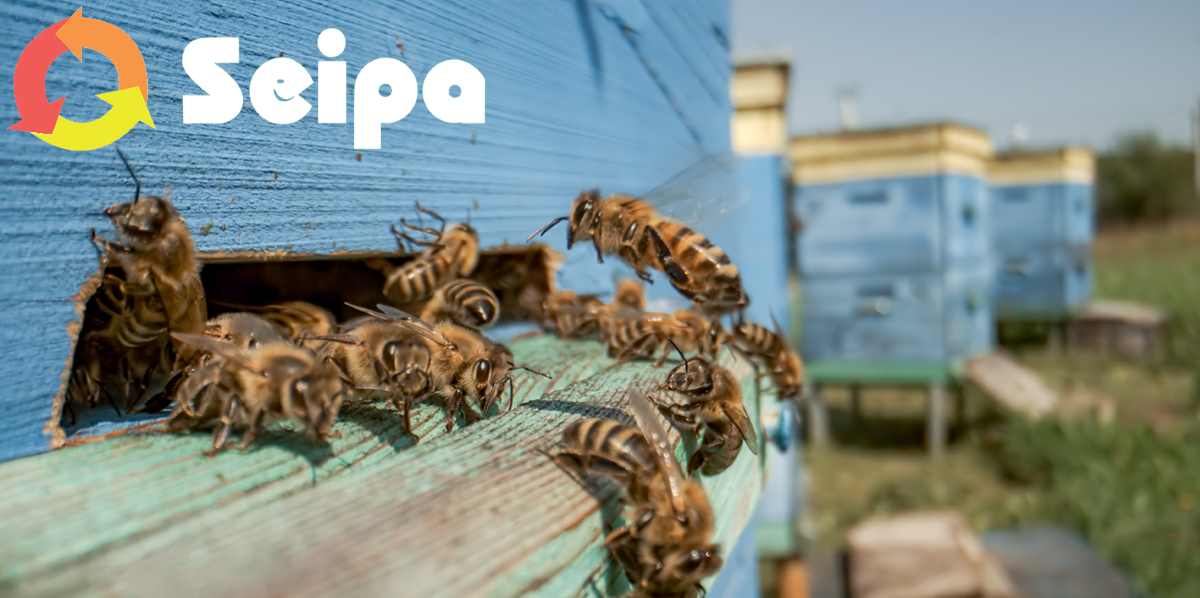 UN NUOVO RONZIO TRA GLI IMPIANTI SEIPA